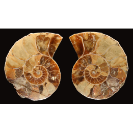 Ammonite from Madagascar