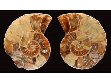 Ammonite de Madagascar