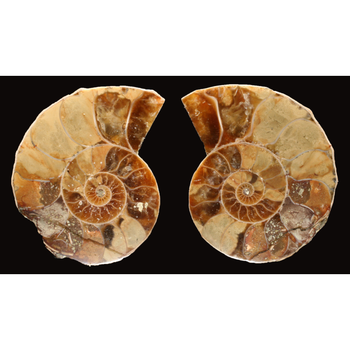Ammonite de Madagascar