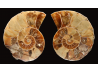 Ammonite de Madagascar