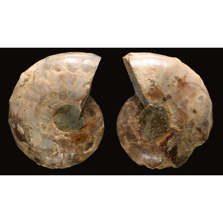 Ammonite from Madagascar
