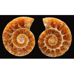 Ammonite de Madagascar