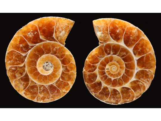 Ammonite from Madagascar