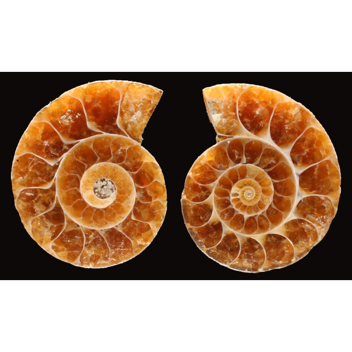 Ammonite from Madagascar