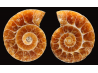 Ammonite from Madagascar