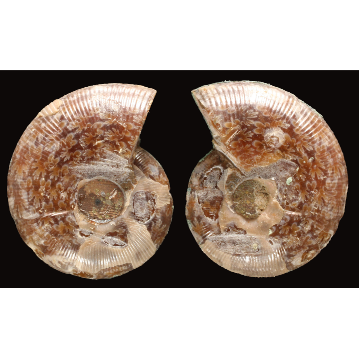 Ammonite de Madagascar