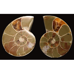 Ammonite de Madagascar