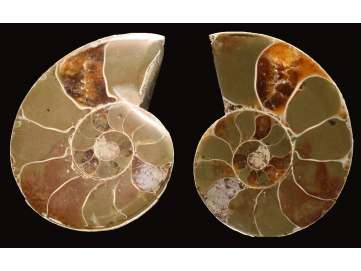 Ammonite from Madagascar