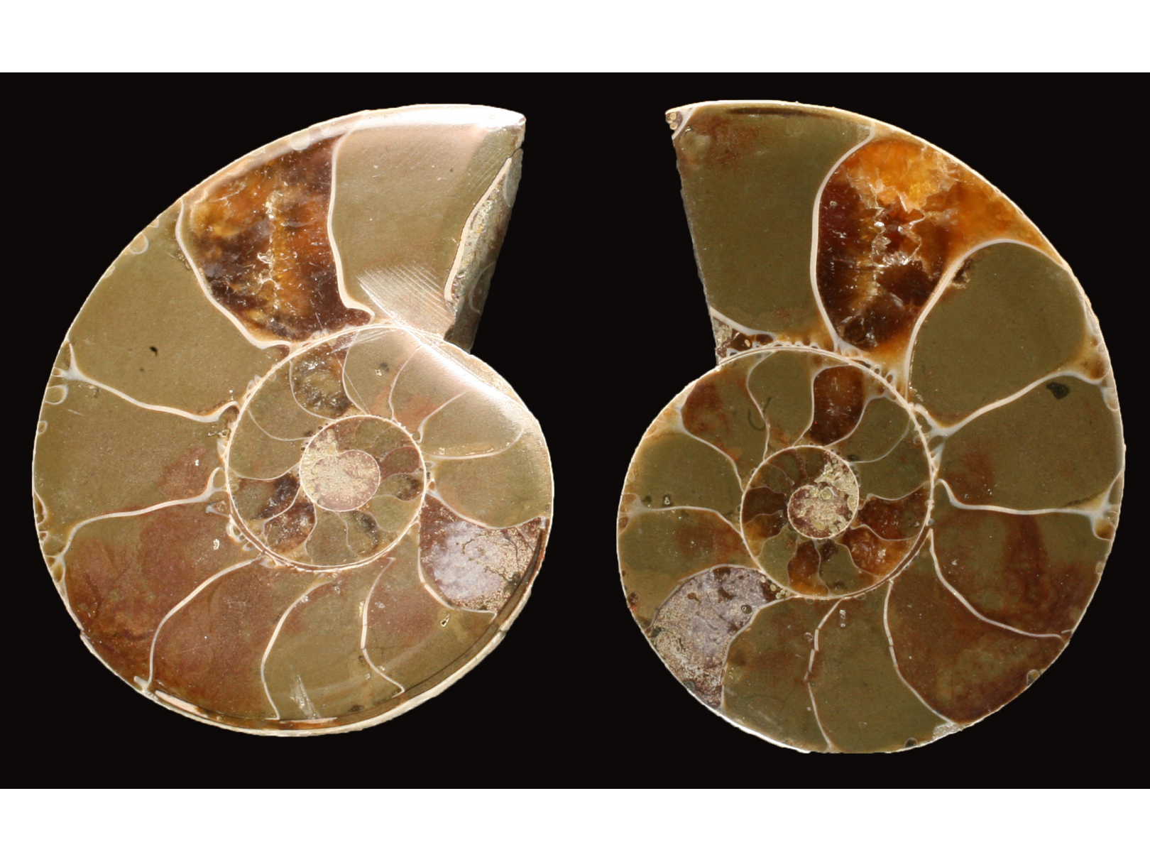 Ammonite from Madagascar