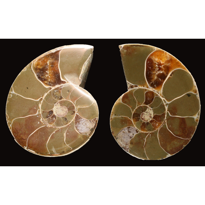 Ammonite from Madagascar