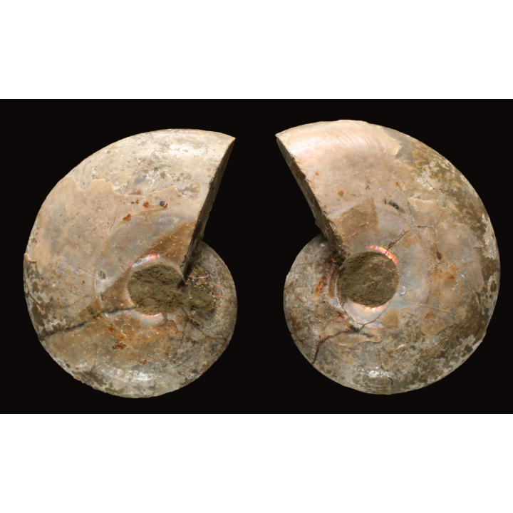 Ammonite from Madagascar