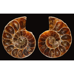 Ammonite de Madagascar