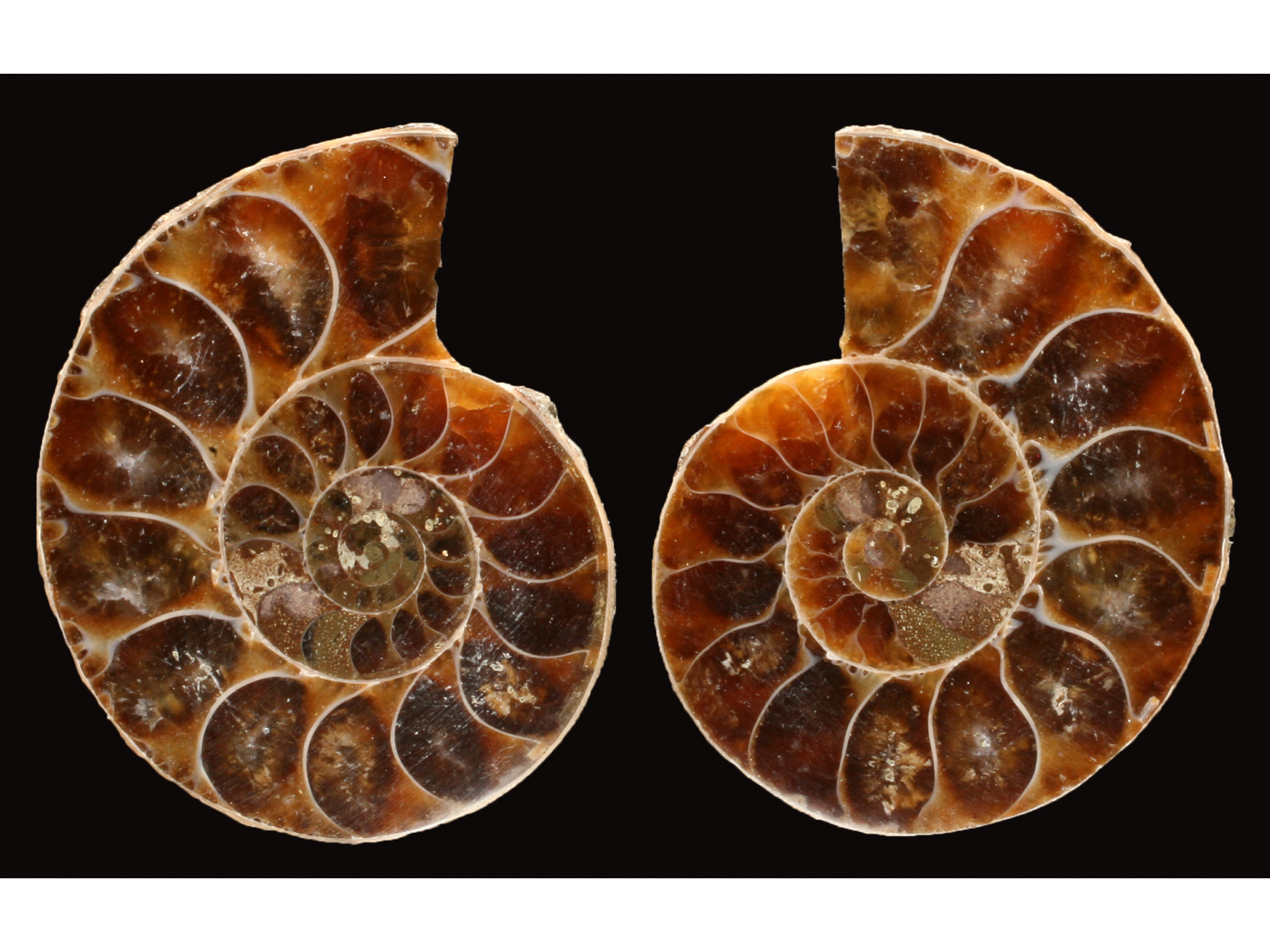 Ammonite from Madagascar