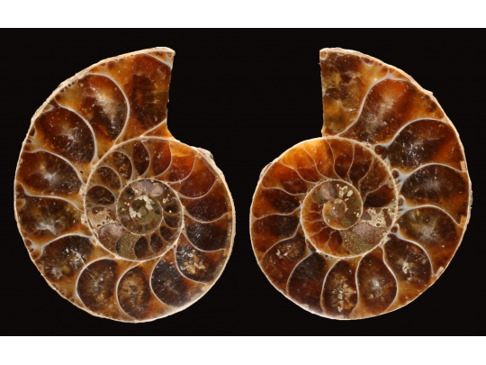 Ammonite from Madagascar