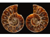 Ammonite de Madagascar