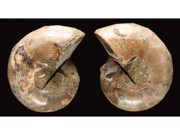 Ammonite from Madagascar