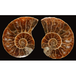 Ammonite de Madagascar