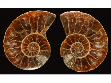 Ammonite de Madagascar