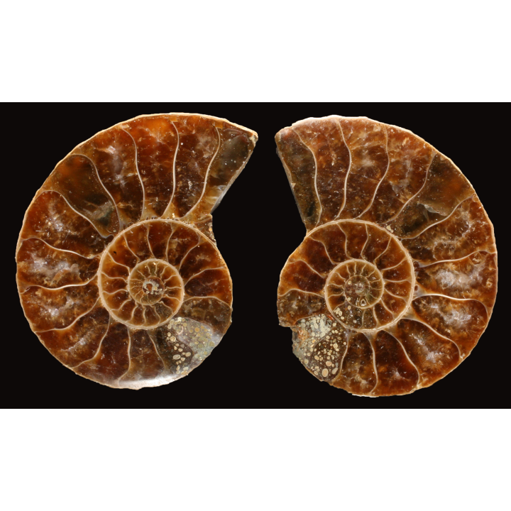 Ammonite de Madagascar