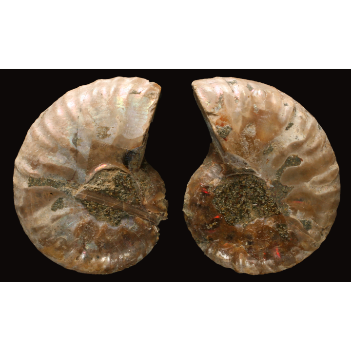 Ammonite de Madagascar
