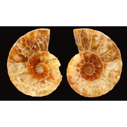 Ammonite from Madagascar