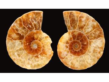 Ammonite from Madagascar