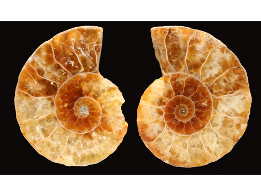 Ammonite de Madagascar