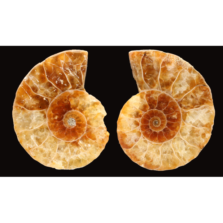 Ammonite from Madagascar