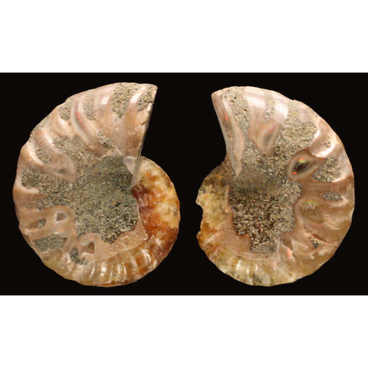 Ammonite from Madagascar