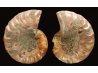 Ammonite from Madagascar