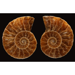 Ammonite de Madagascar
