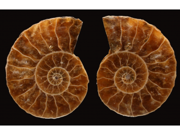 Ammonite from Madagascar