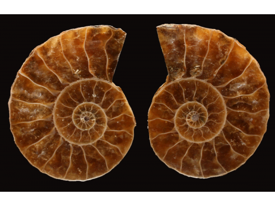 Ammonite de Madagascar