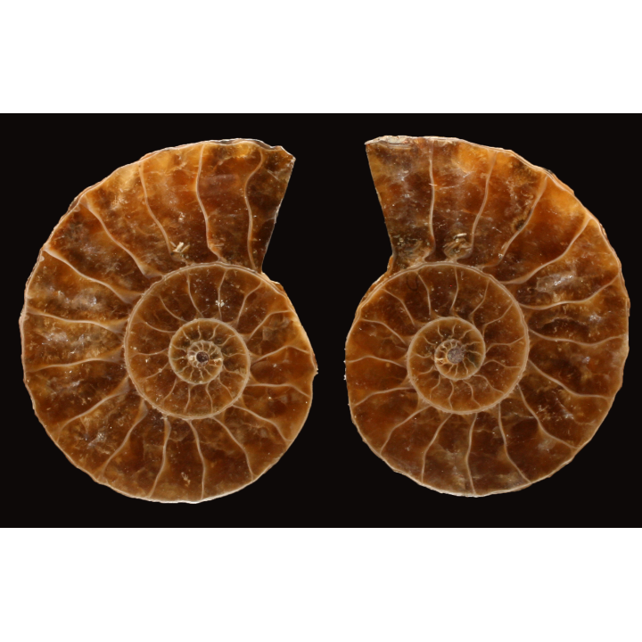 Ammonite from Madagascar