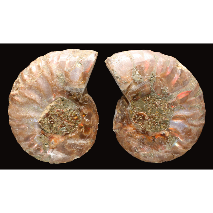 Ammonite from Madagascar