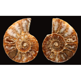 Ammonite de Madagascar