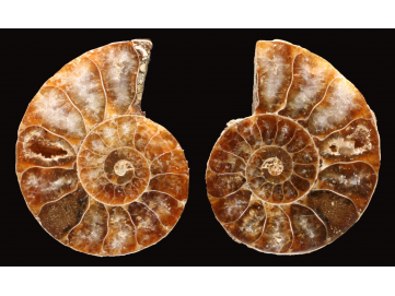 Ammonite from Madagascar