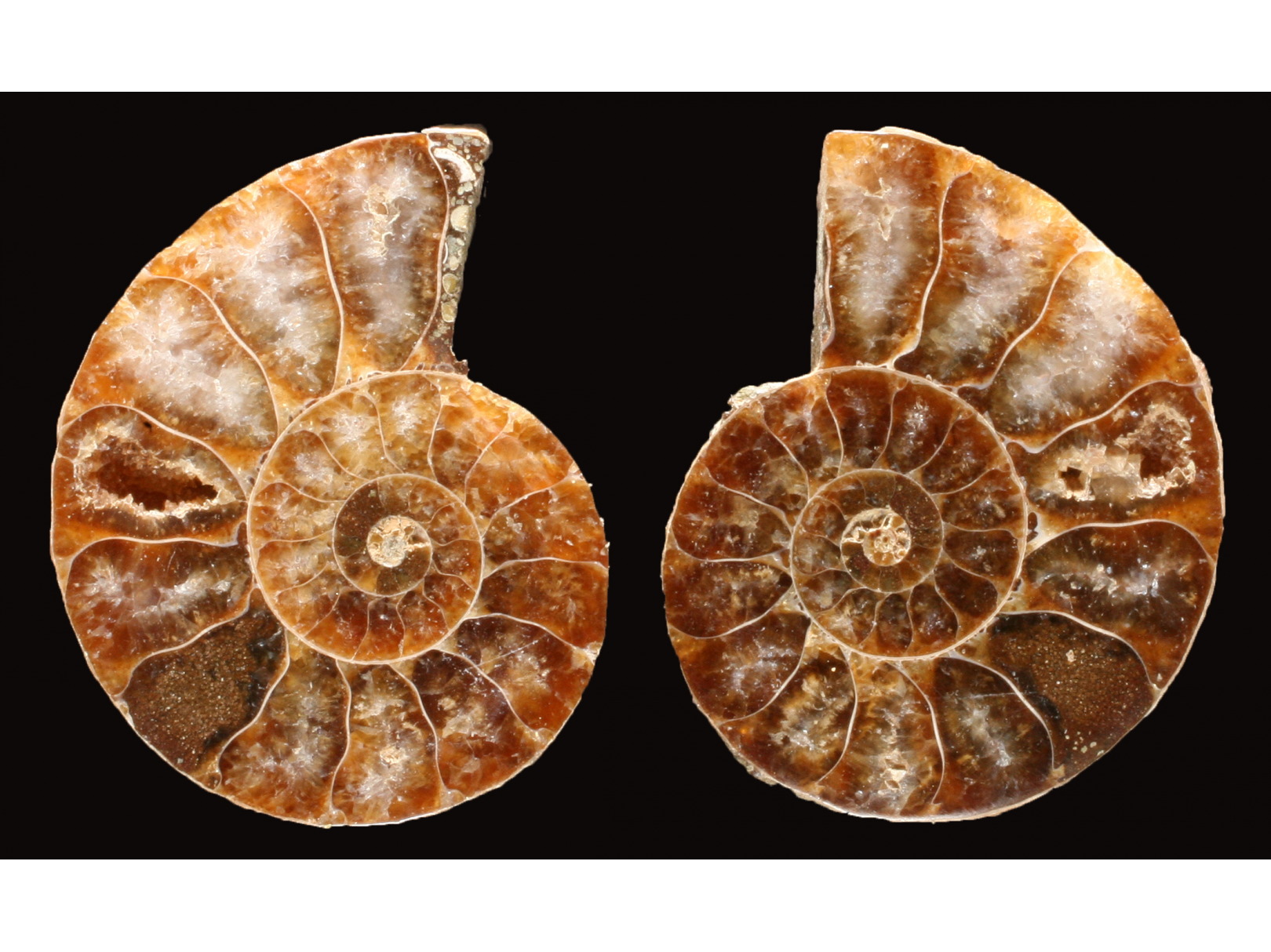 Ammonite de Madagascar