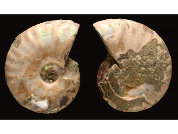 Ammonite from Madagascar