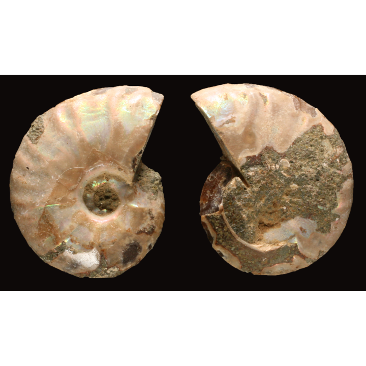 Ammonite de Madagascar