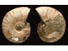 Ammonite from Madagascar