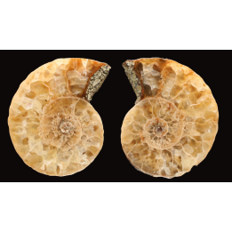 Ammonite from Madagascar