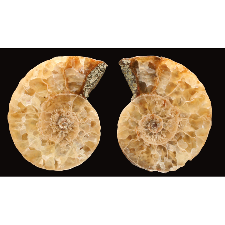 Ammonite de Madagascar