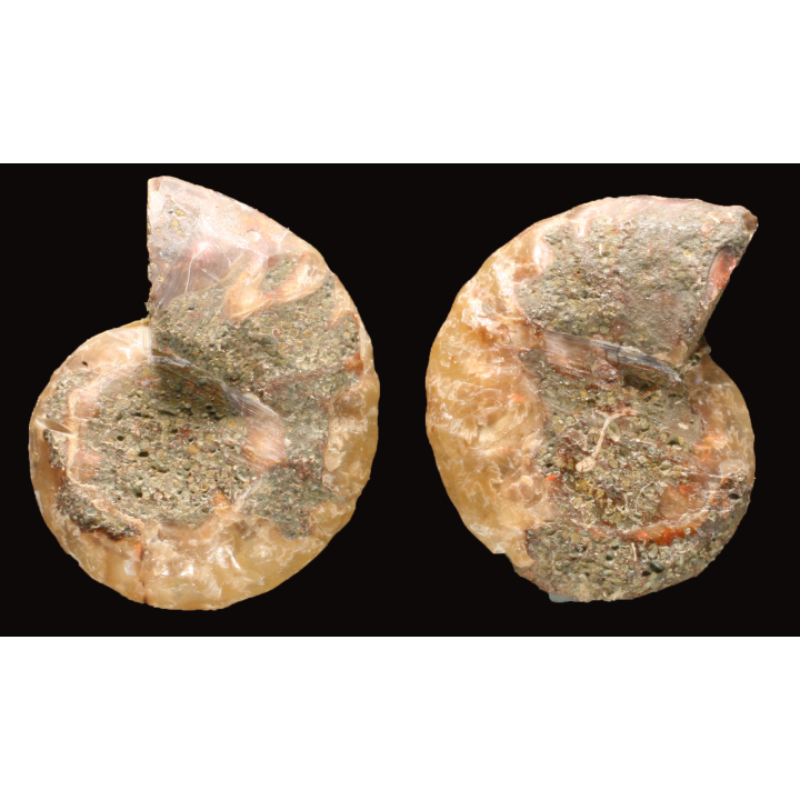 Ammonite de Madagascar