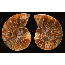 Ammonite de Madagascar