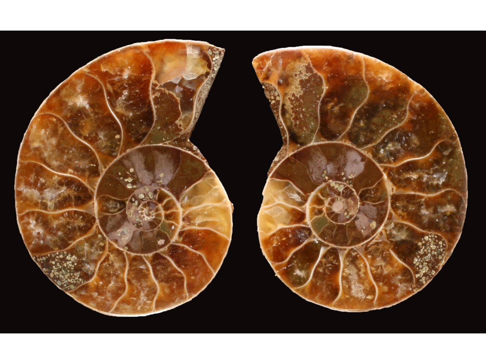 Ammonite from Madagascar