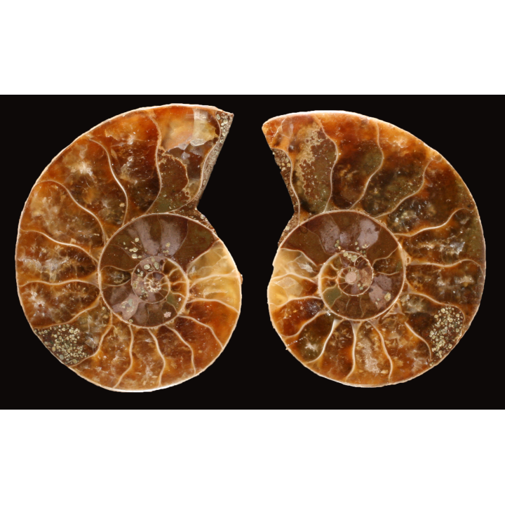 Ammonite de Madagascar