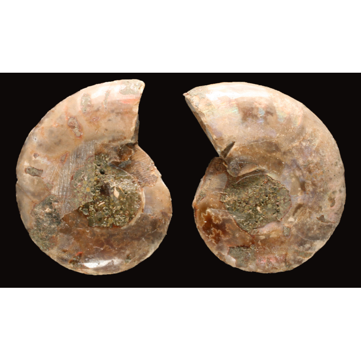 Ammonite from Madagascar