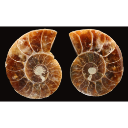Ammonite from Madagascar