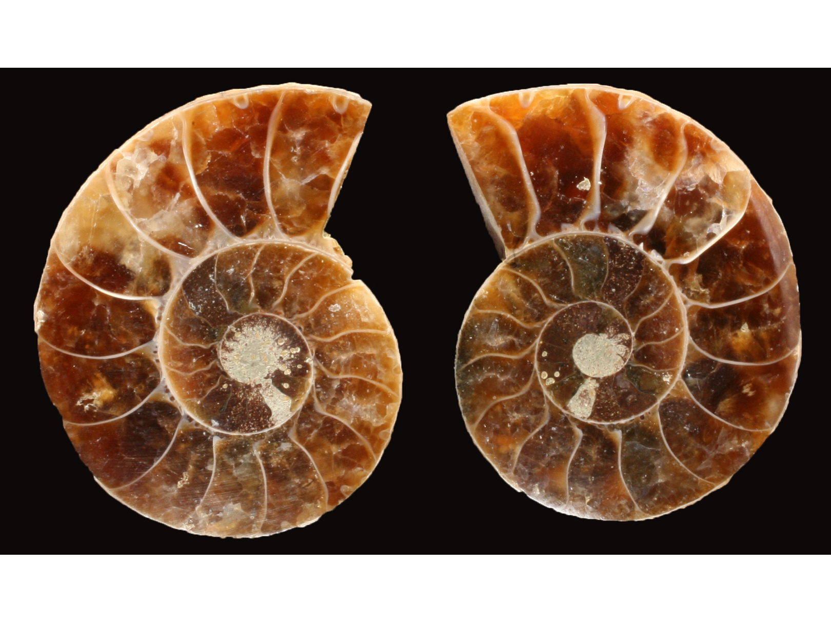 Ammonite de Madagascar